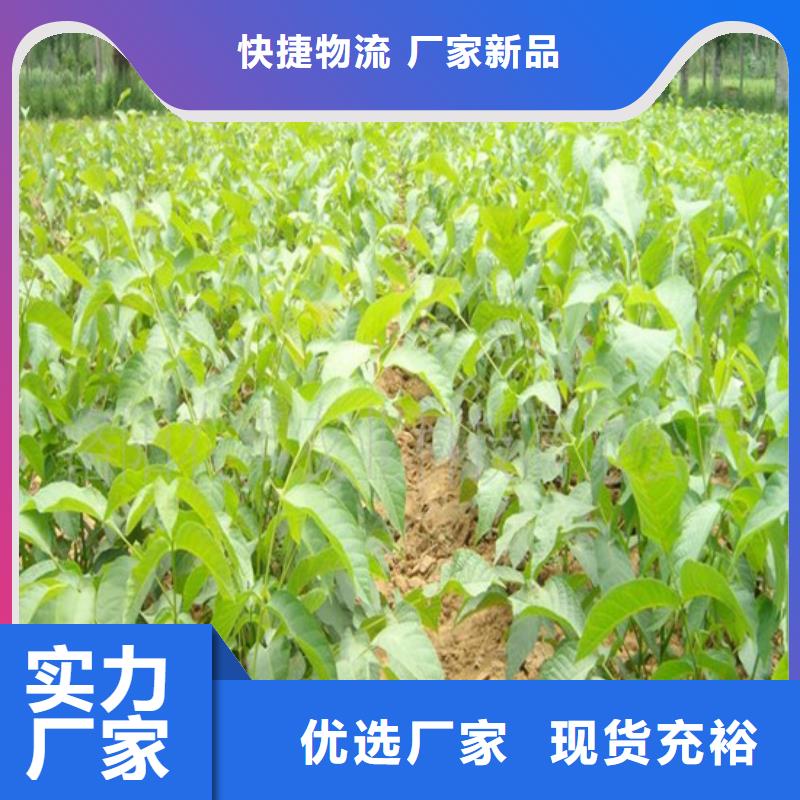 【核桃苗-红油香椿树苗应用范围广泛】