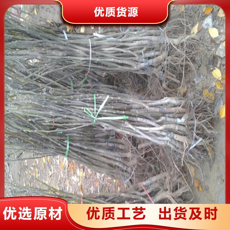 【核桃苗】无花果树苗敢与同行比价格