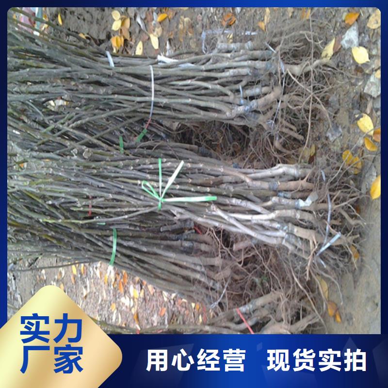 核桃苗-【樱桃苗】海量现货直销