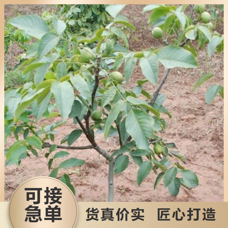 核桃苗【黑珍珠草莓苗】精心推荐