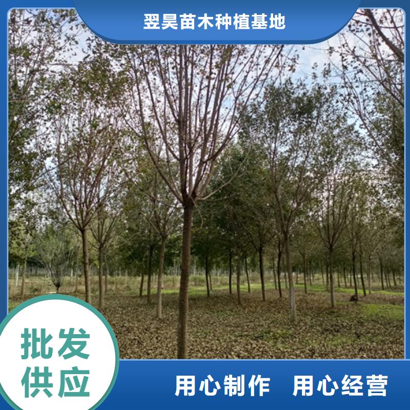 批发法桐行情找翌昊苗木种植基地