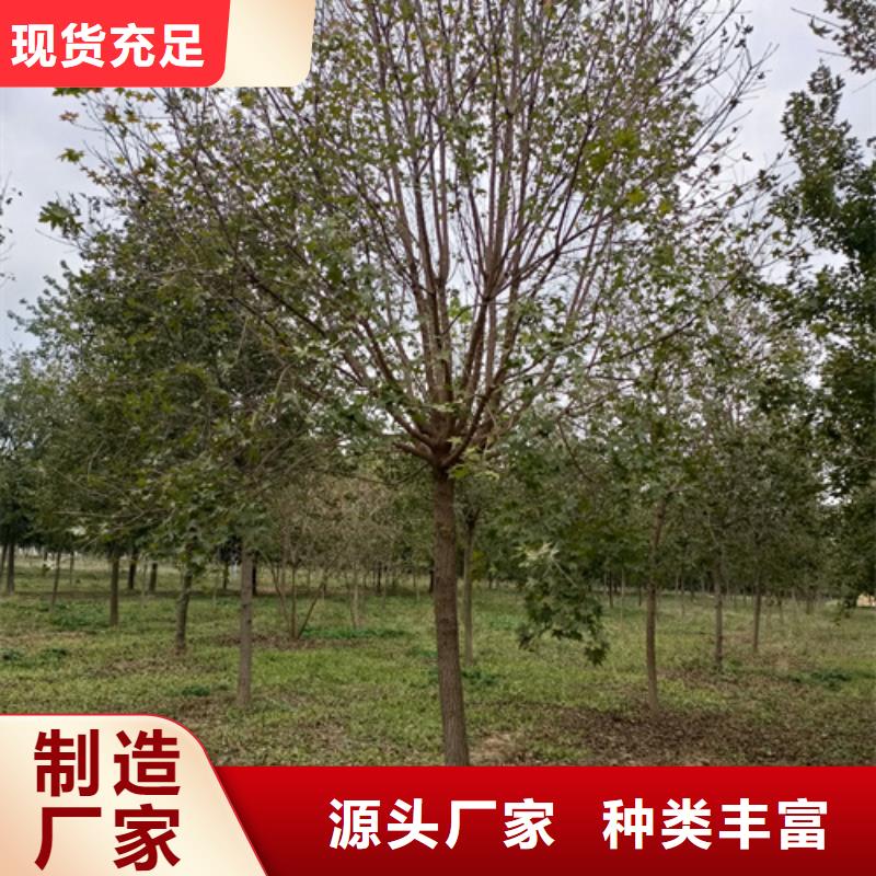 翌昊苗木种植基地造型法桐值得信赖