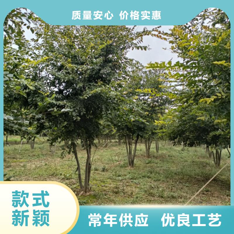 速生法桐种植基地绿化苗木