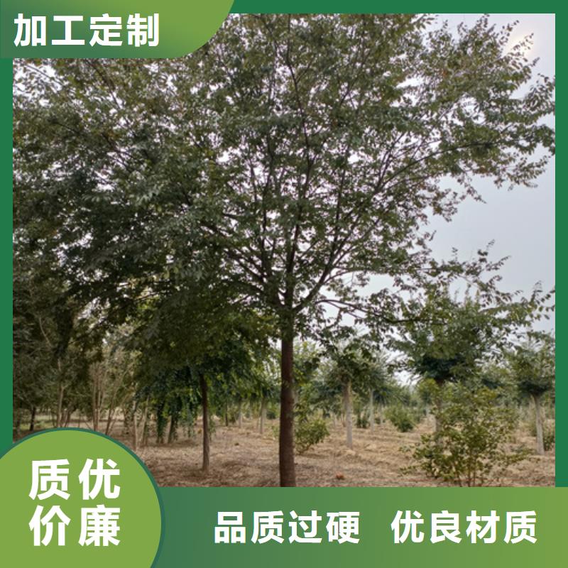 法桐小苗种植基地绿化苗木