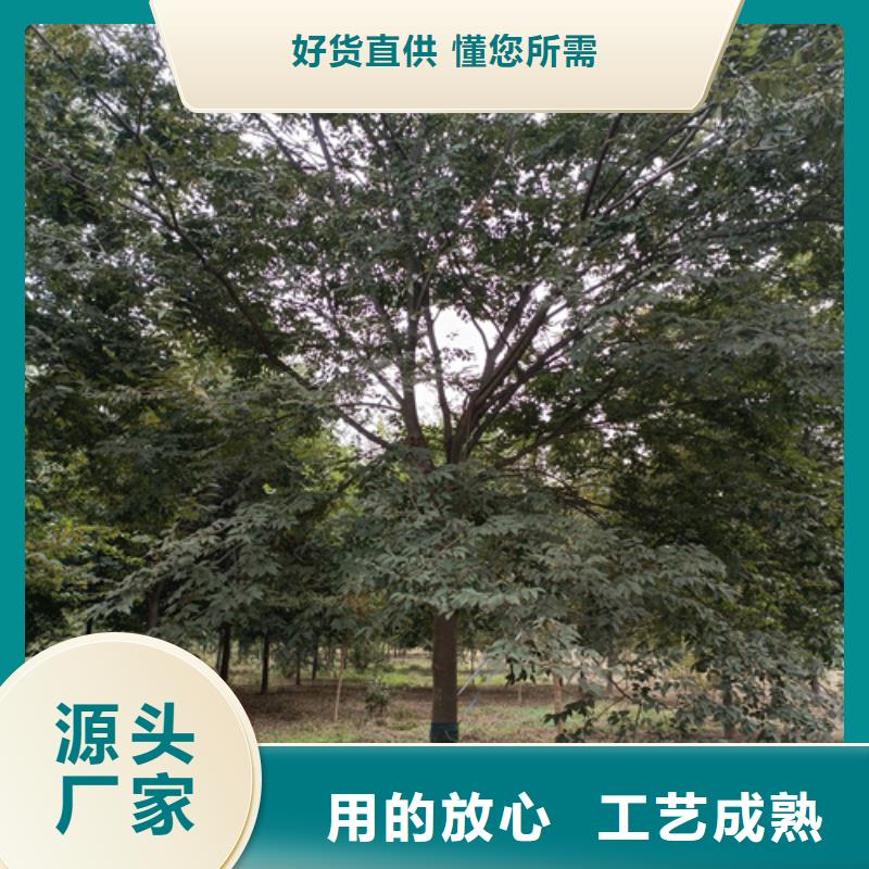 法桐价格价格合理苗木基地