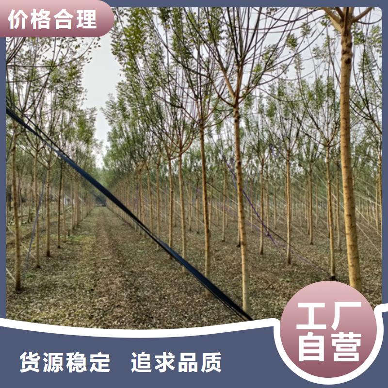 法桐价格种植基地绿化乔木