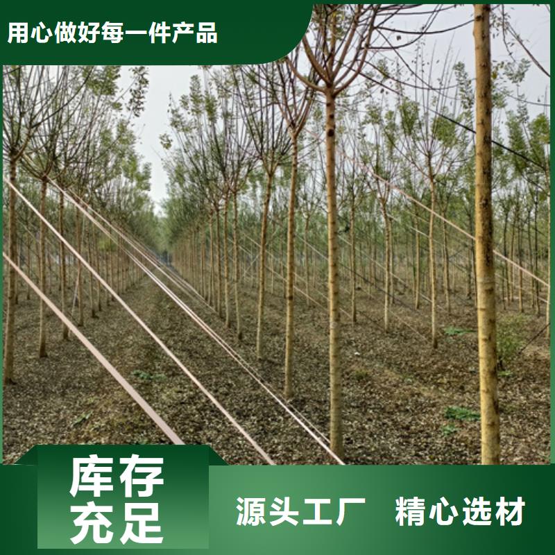 法桐价格种植基地绿化苗木