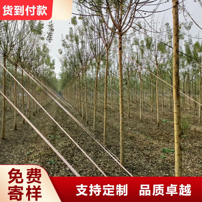 法桐小苗种植基地绿化苗木