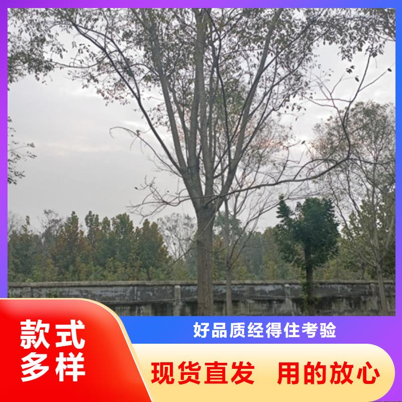 法桐行情种植基地绿化乔木