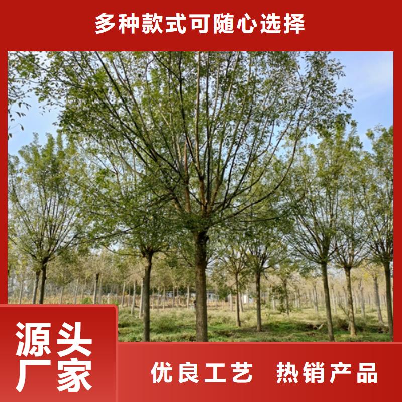 法桐价格放心选择苗木基地