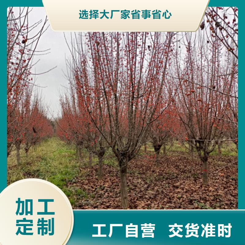 速生法桐种植基地绿化苗木