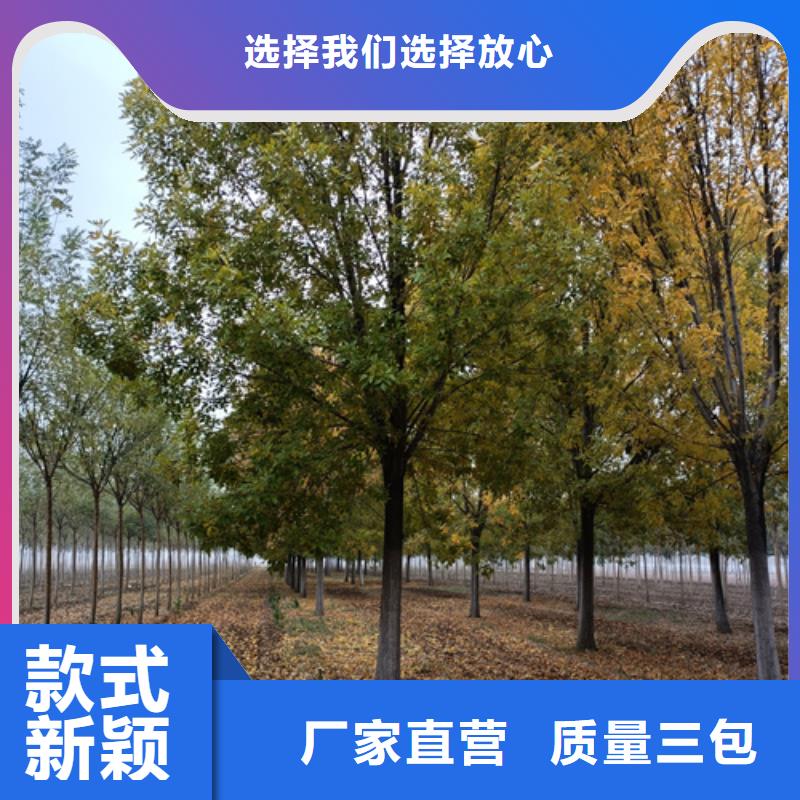 法桐价格现货供应苗木基地