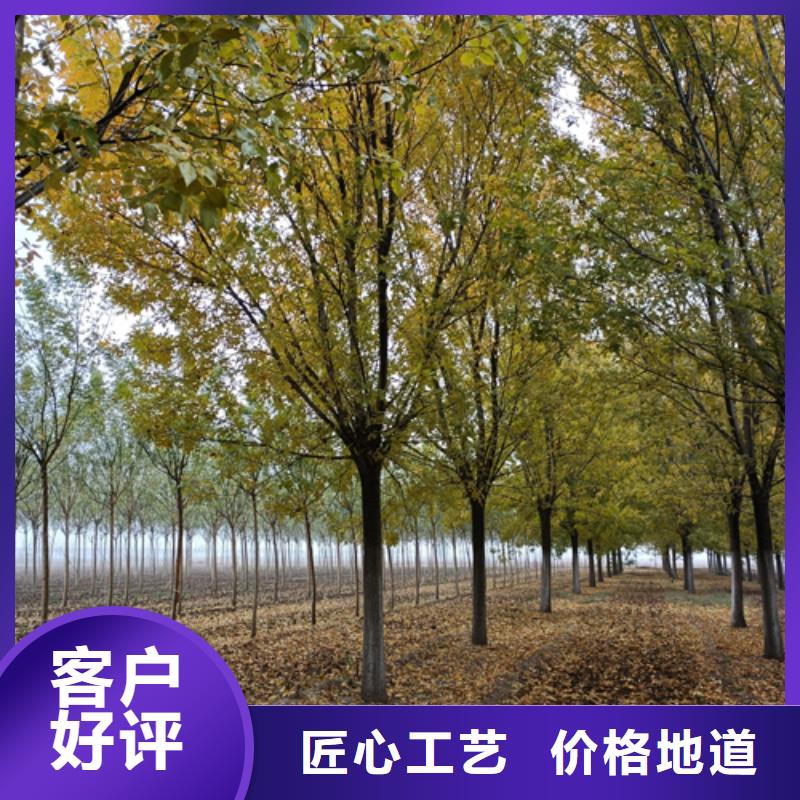 速生法桐制造厂_翌昊苗木种植基地