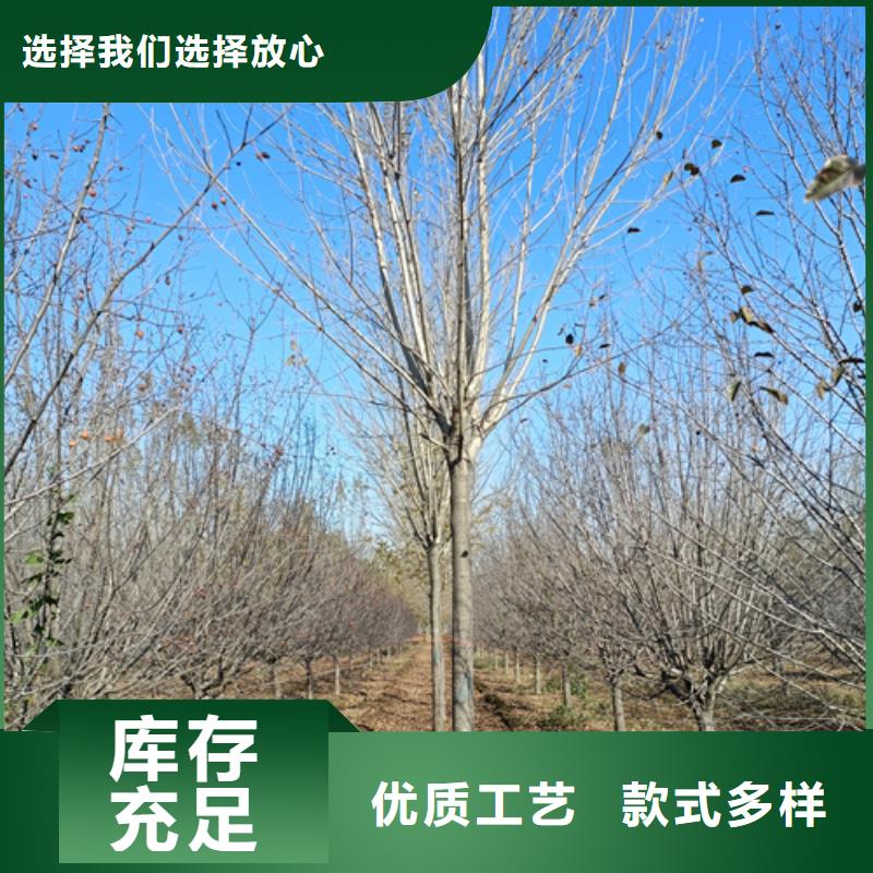 法桐种植基地苗木基地