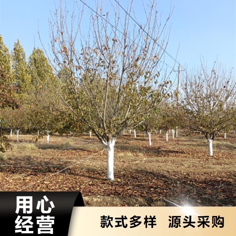 法桐行情种植基地绿化乔木