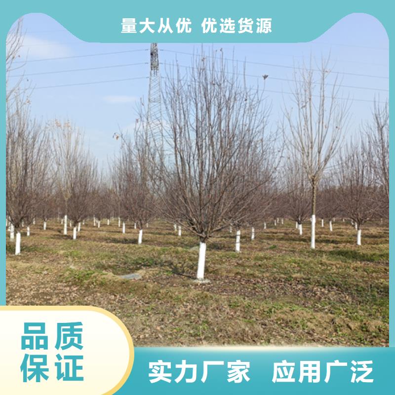 造型法桐种植基地苗木基地