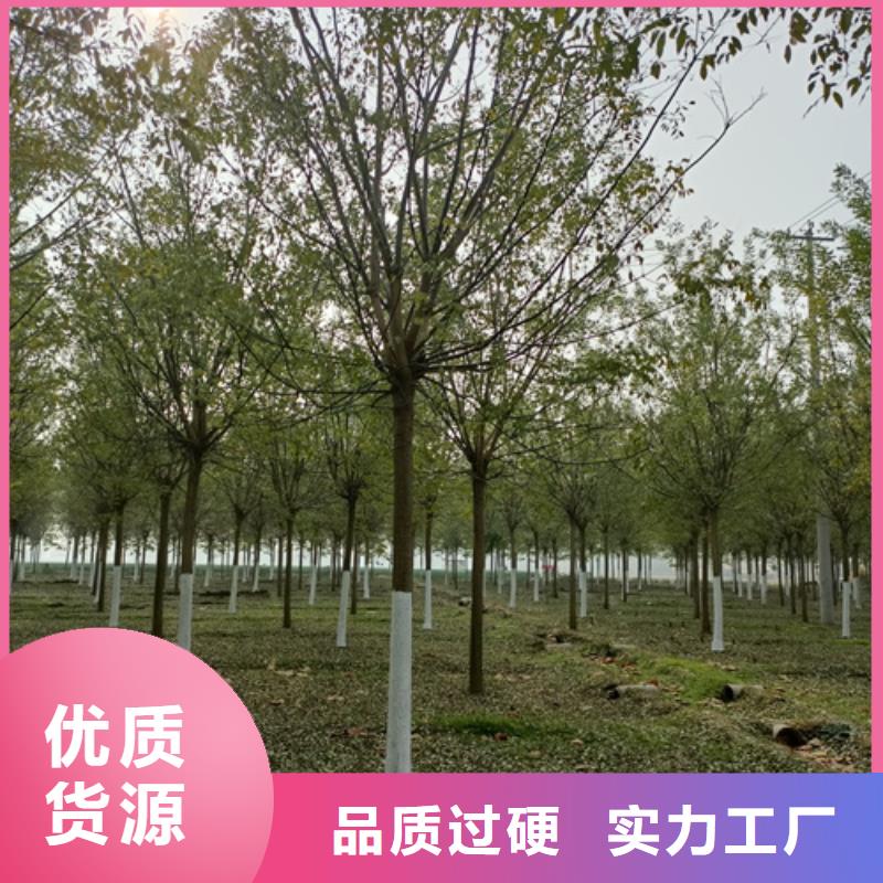 法桐价格种植基地绿化乔木