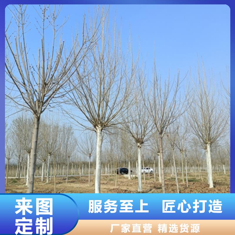 法桐行情种植基地绿化乔木