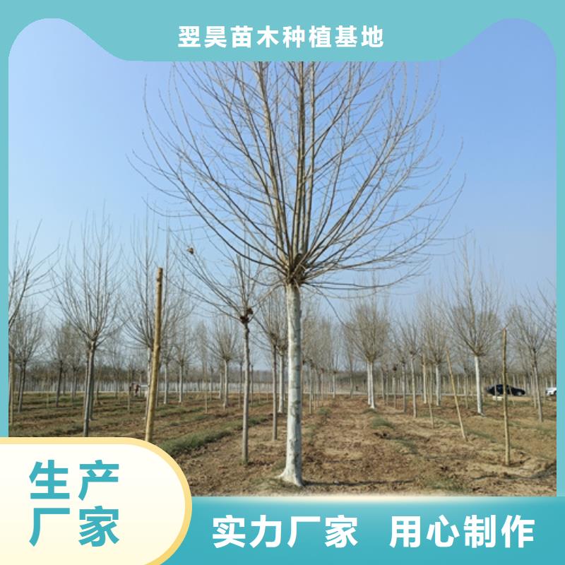 法桐小苗种植基地绿化乔木