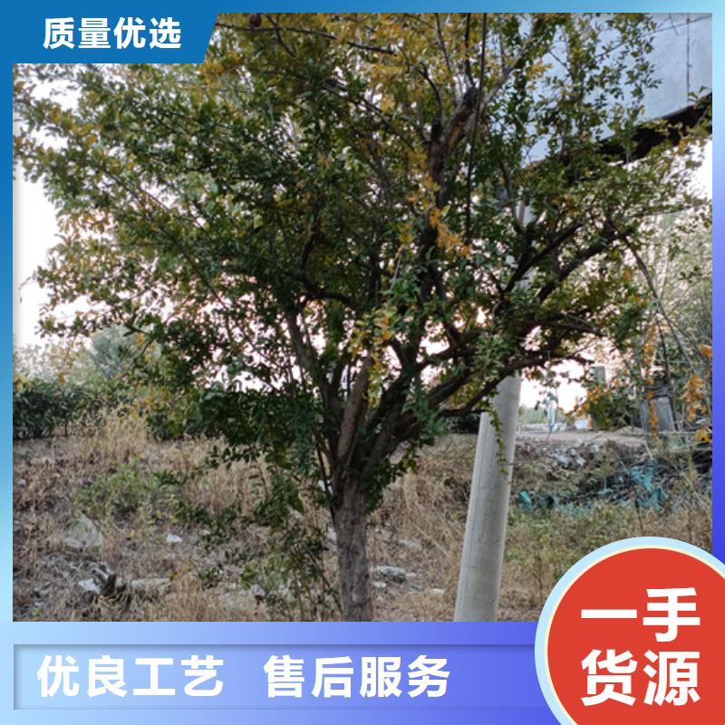 造型法桐种植基地苗木基地