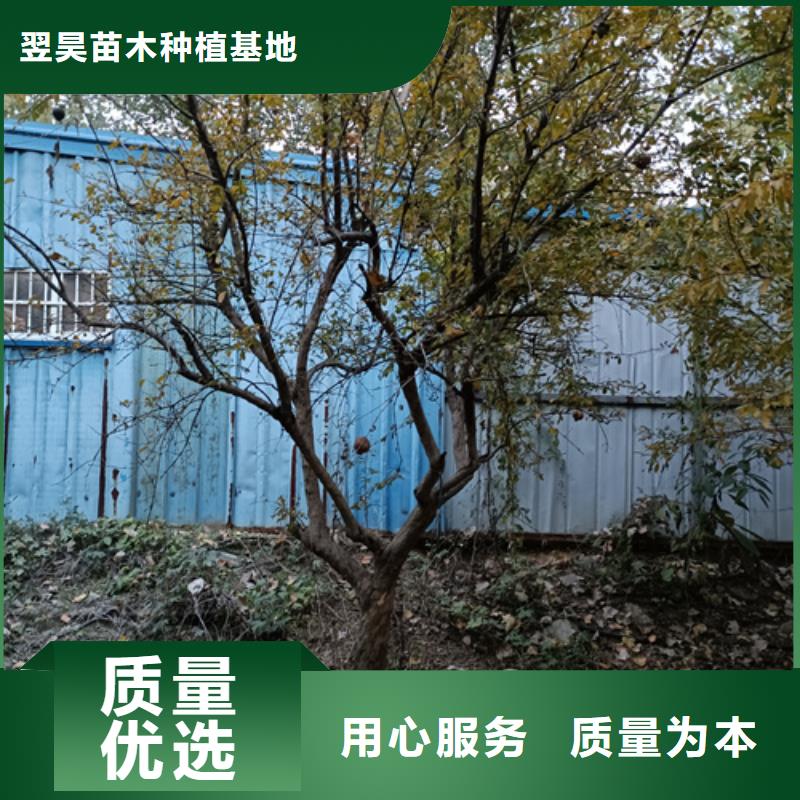 法桐现货齐全苗木基地