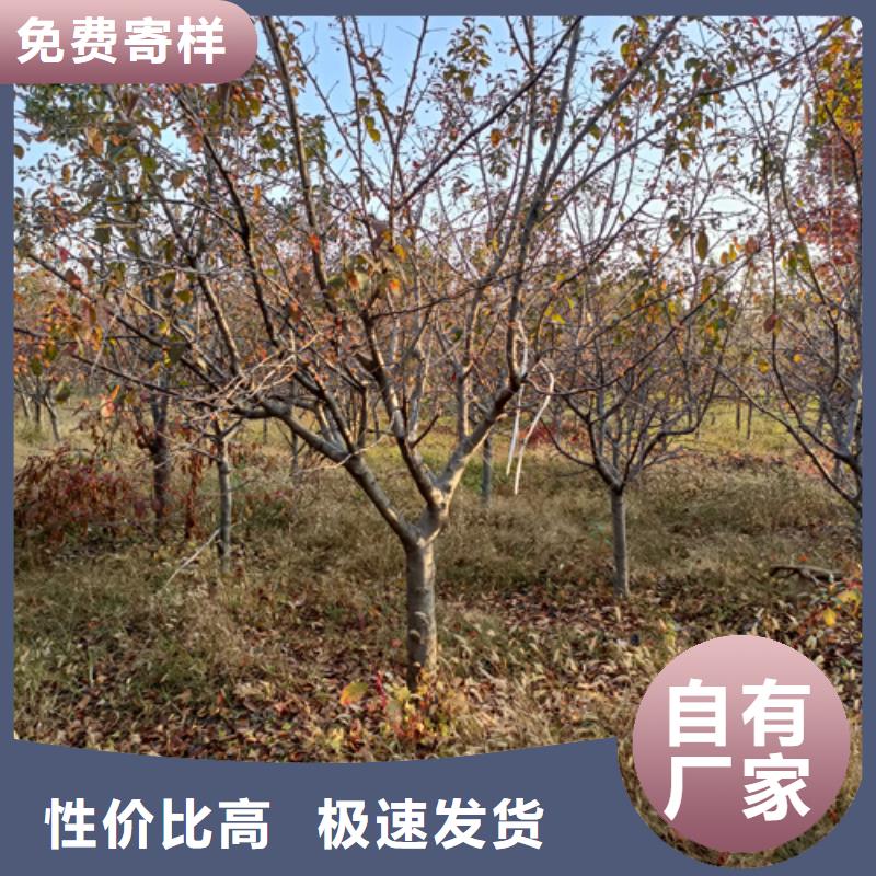 法桐现货供应苗木基地