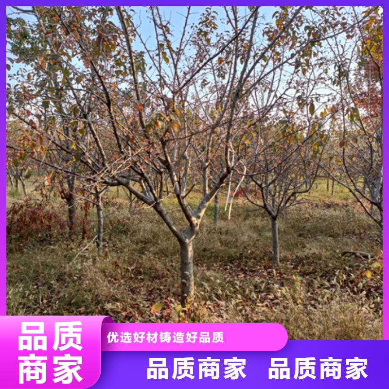 速生法桐种植基地绿化苗木