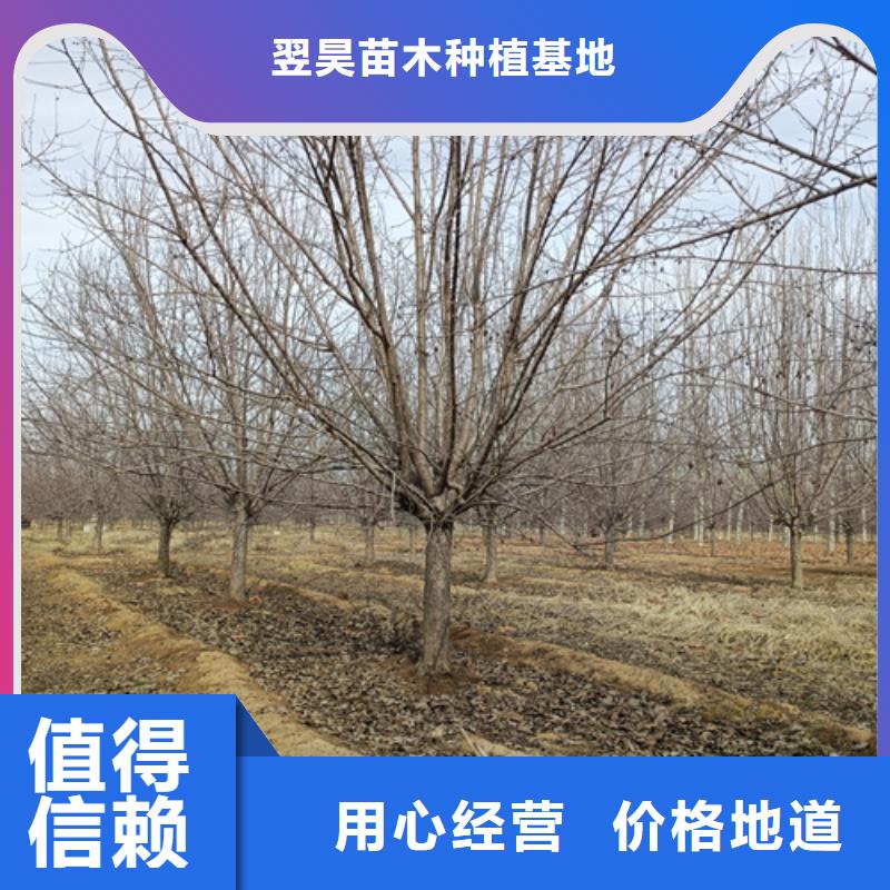 靠谱的速生法桐厂家