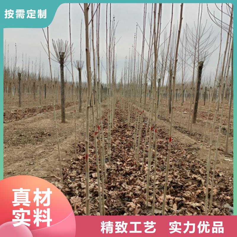 造型法桐批发零售-定做_翌昊苗木种植基地