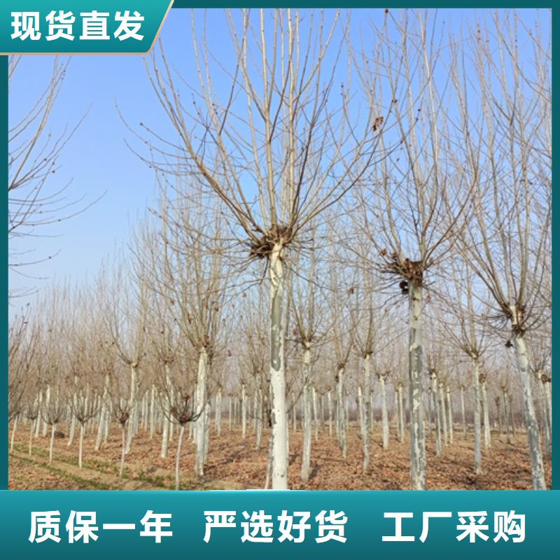 翌昊苗木种植基地造型法桐值得信赖