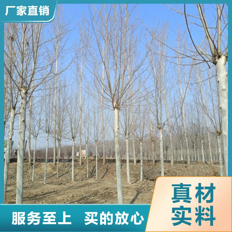 采购法桐行情认准翌昊苗木种植基地