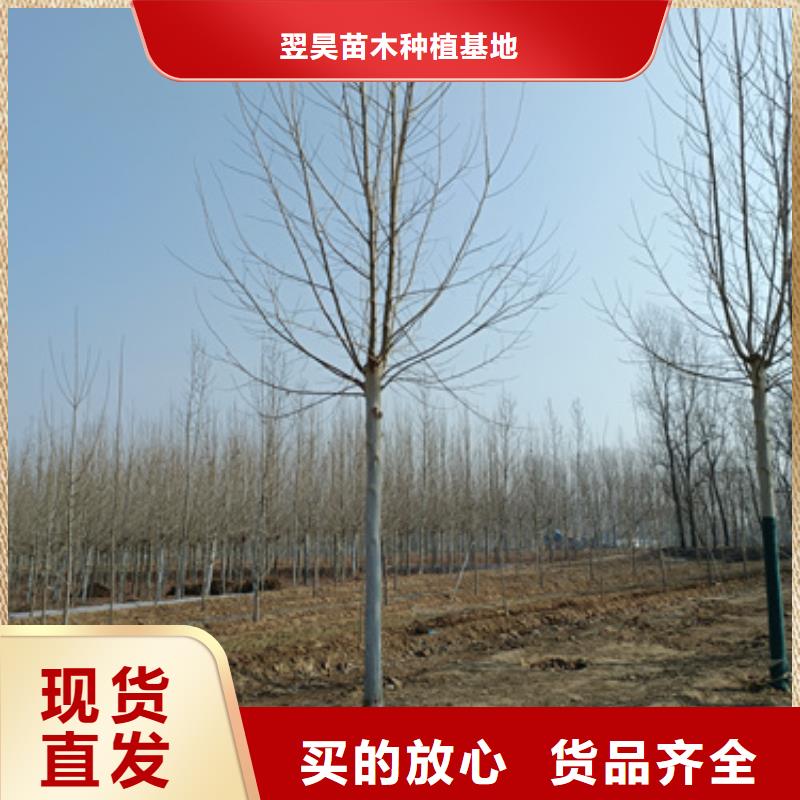 法桐价格现货供应苗木基地