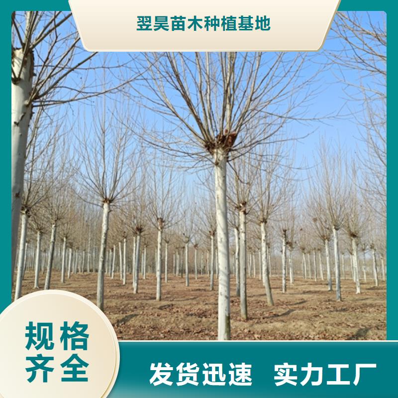 造型法桐种植基地绿化乔木