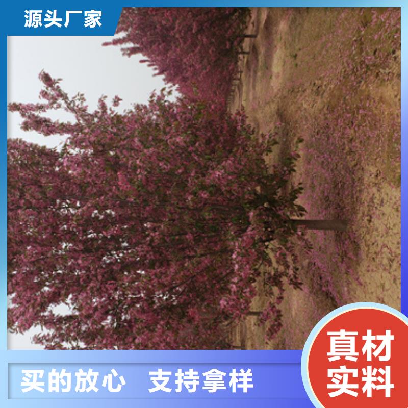 造型法桐种植基地绿化苗木