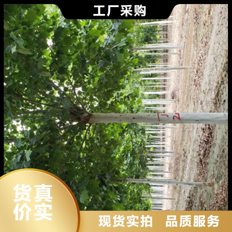 速生法桐价格优惠苗木基地