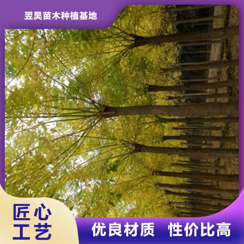 速生法桐价格优惠苗木基地