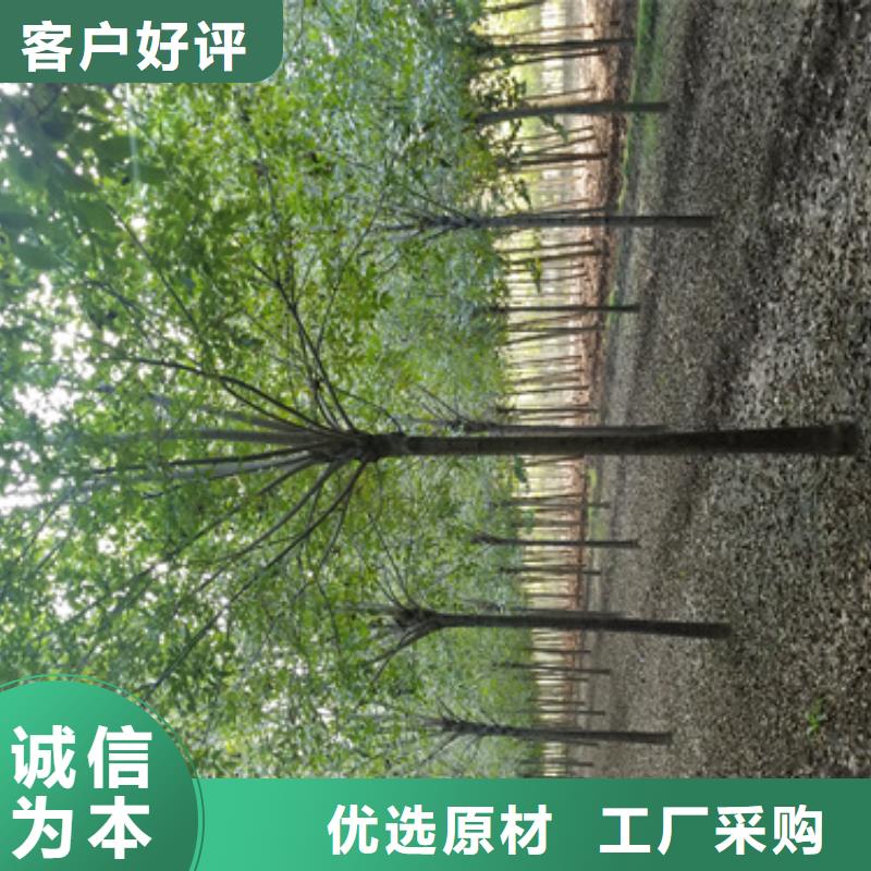 法桐基地-法桐基地批发