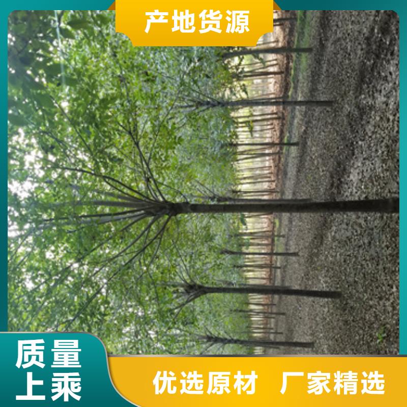 造型法桐种植基地绿化苗木