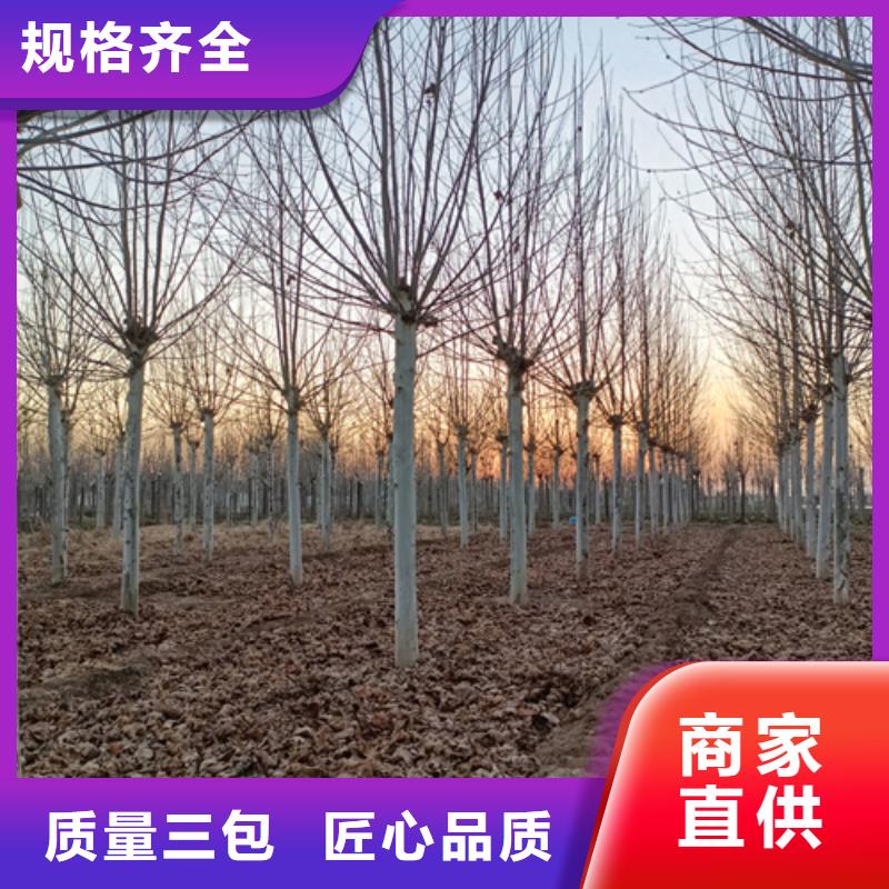 法桐价格种植基地绿化苗木