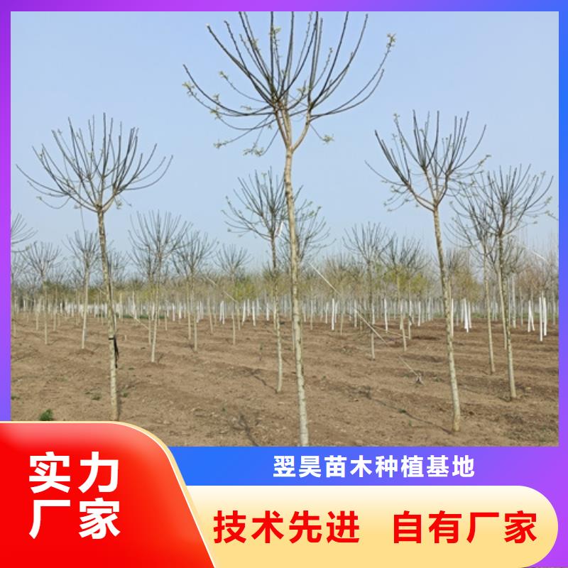 造型法桐质量放心苗木基地