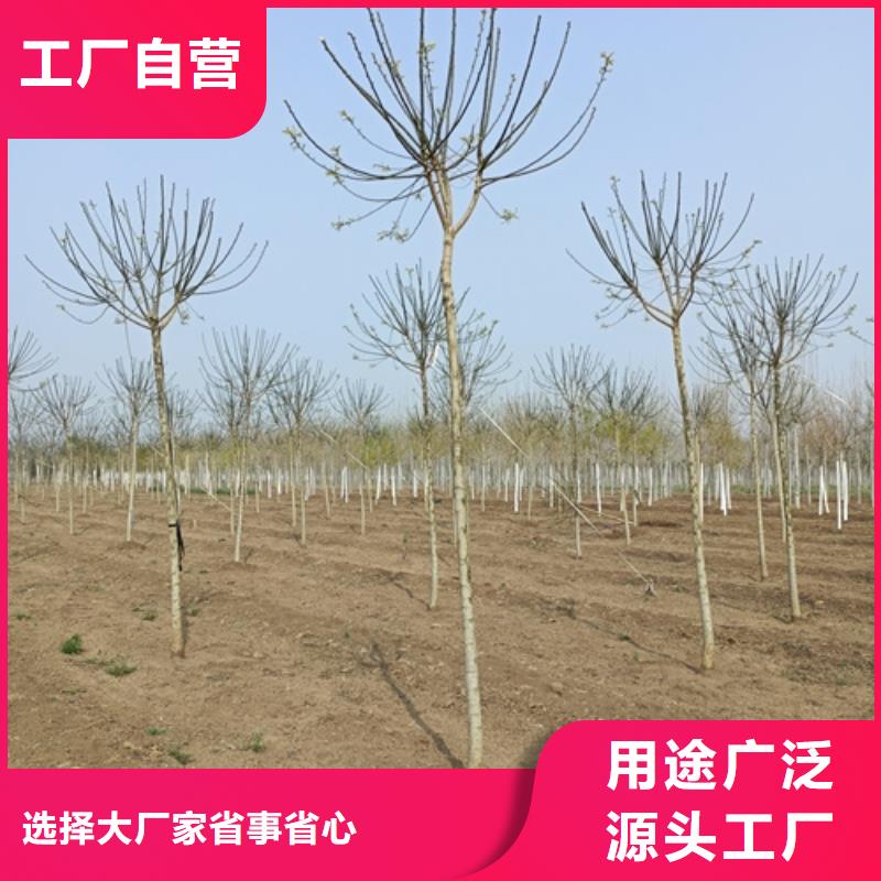 选法桐认准翌昊苗木种植基地