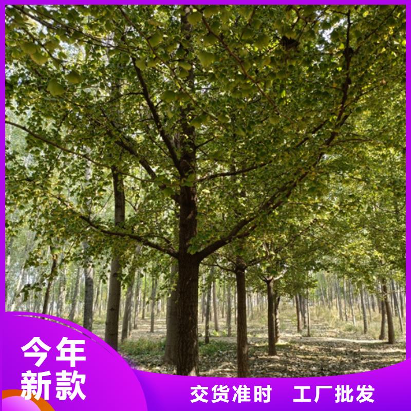 法桐小苗厂家-认准翌昊苗木种植基地