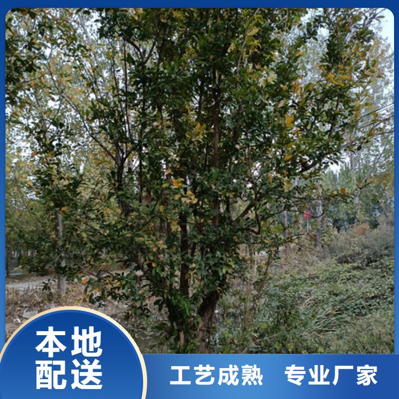 采购法桐行情认准翌昊苗木种植基地