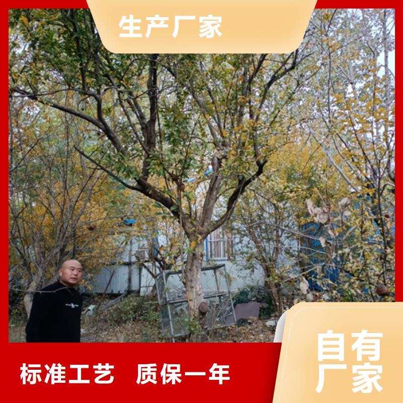 法桐厂家找翌昊苗木种植基地