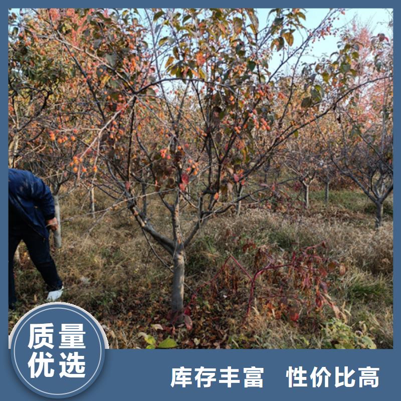 翌昊苗木种植基地造型法桐值得信赖