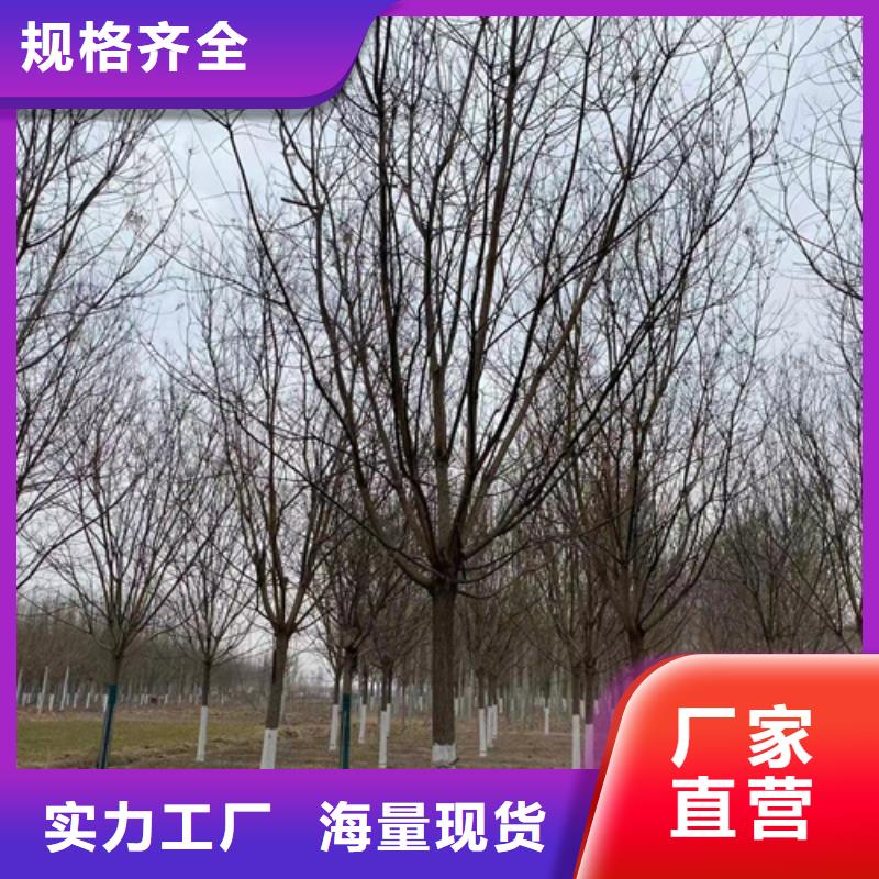 热卖速生法桐-实体厂家