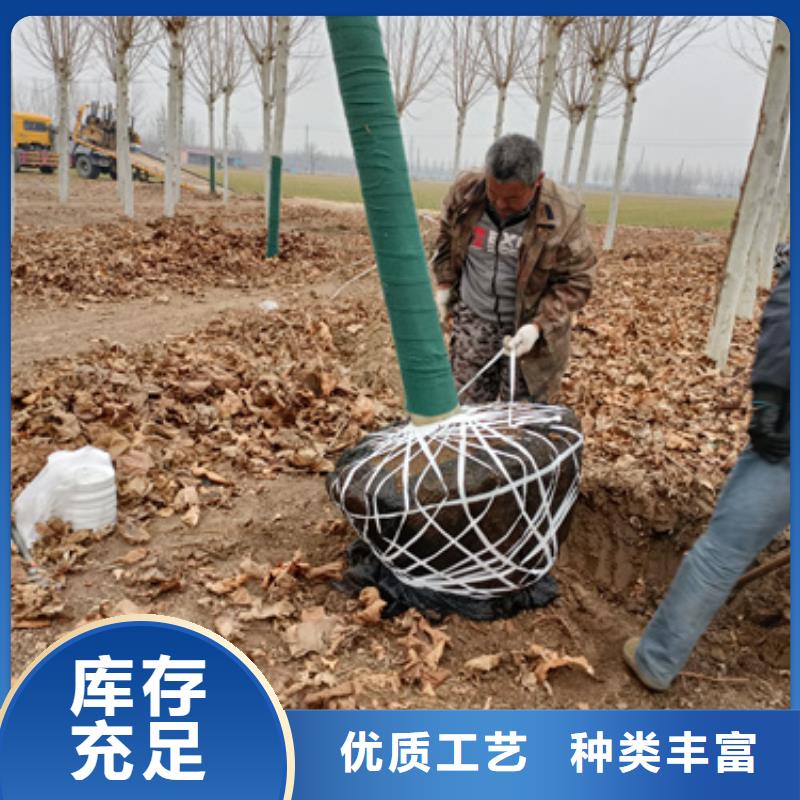 造型法桐种植基地苗木基地