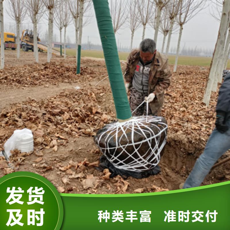 选法桐认准翌昊苗木种植基地