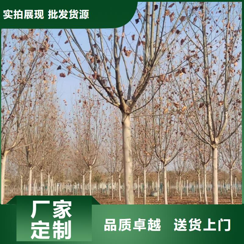 速生法桐品牌-报价_翌昊苗木种植基地