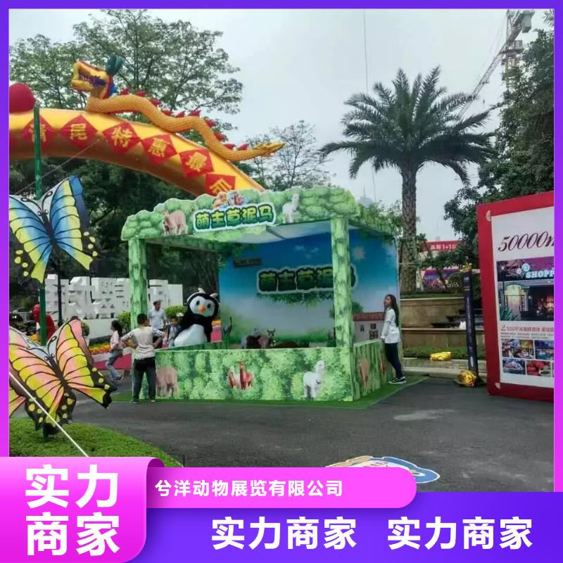 马戏团/羊驼_海洋展租赁口碑商家